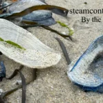 By the Wind Sailors: The Ocean’s Tiny Blue Wonders